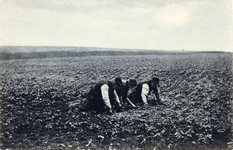 14542 Afbeelding van enkele boeren, bezig met het wieden van een akker met boekweit op de Eng te Soest.